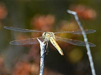 Frühe Heidelibelle